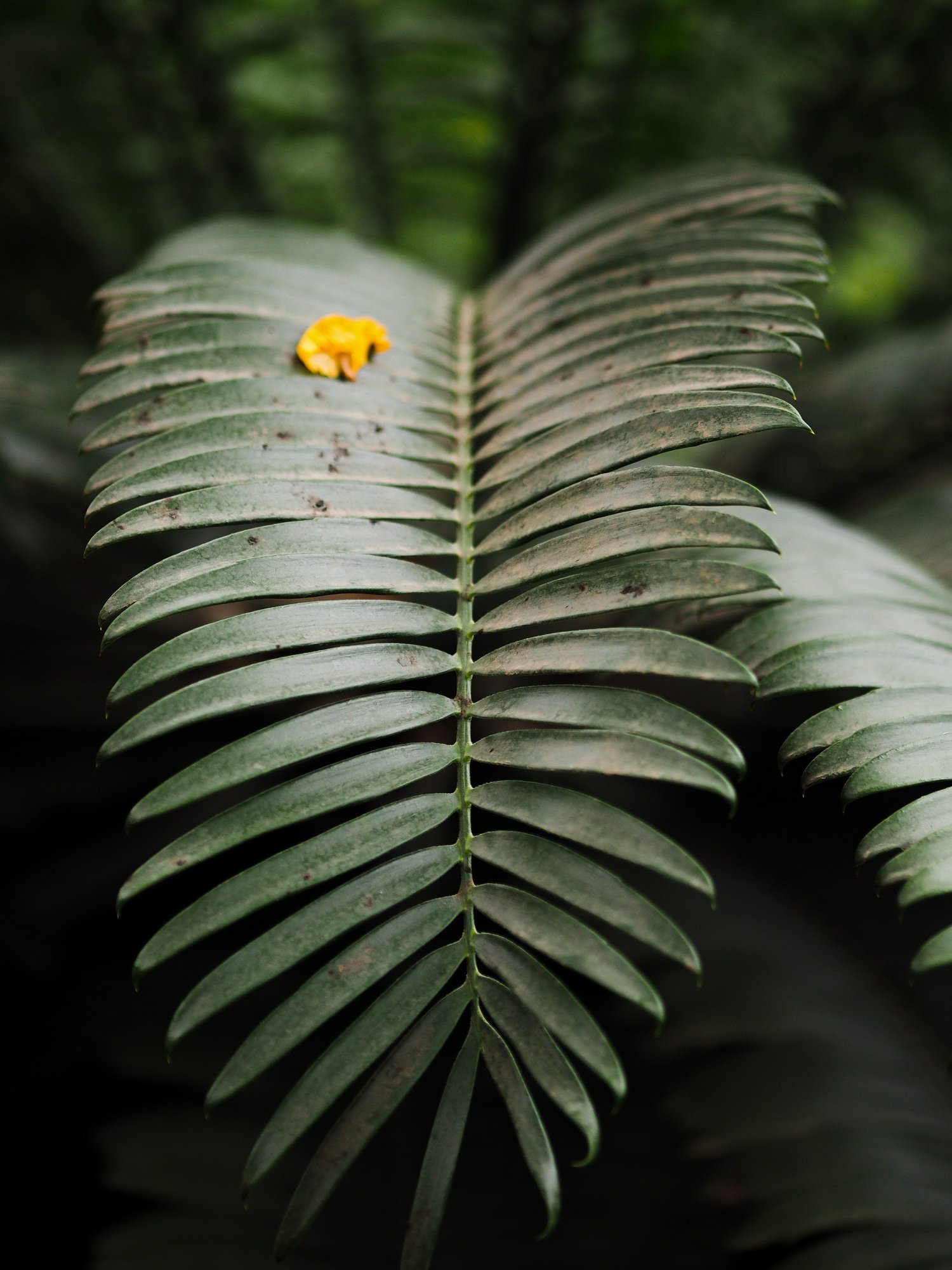 Closeup dark green palm tree leaves in botanical garden.