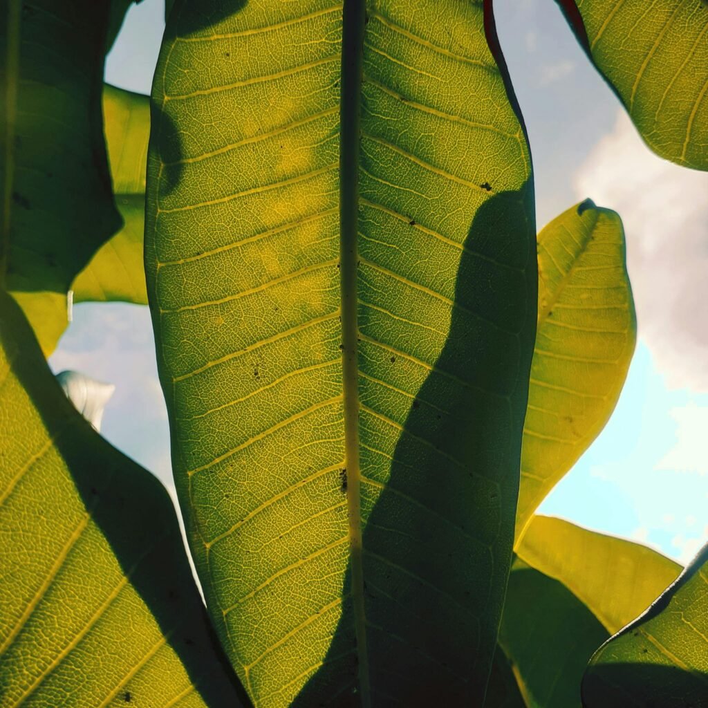 Close-up of sunlit banana leaves showcasing intricate textures and vibrant greens.