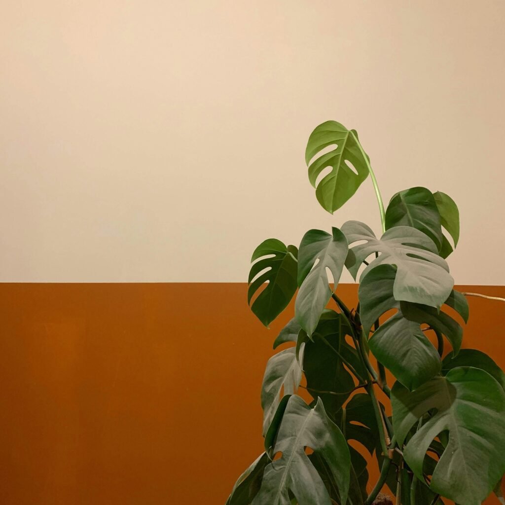 Minimalist photo of a Monstera plant against a warm-toned, two-tone wall, perfect for modern decor themes.