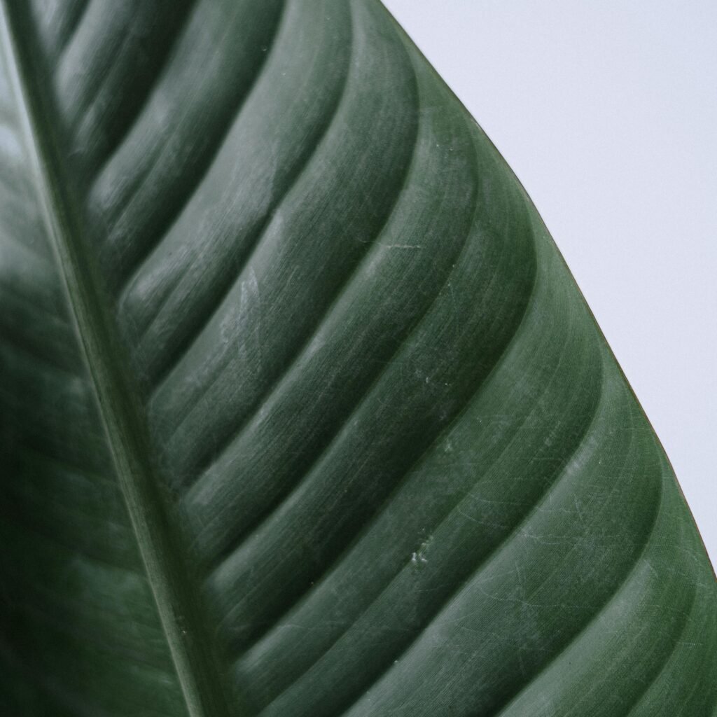 A detailed close-up of a vibrant green leaf highlighting its texture, suitable for nature backgrounds.